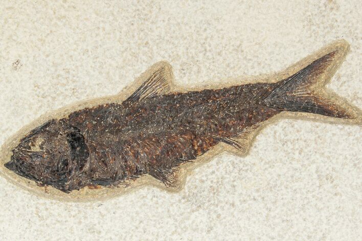 Fossil Fish (Knightia) - Green River Formation #189615